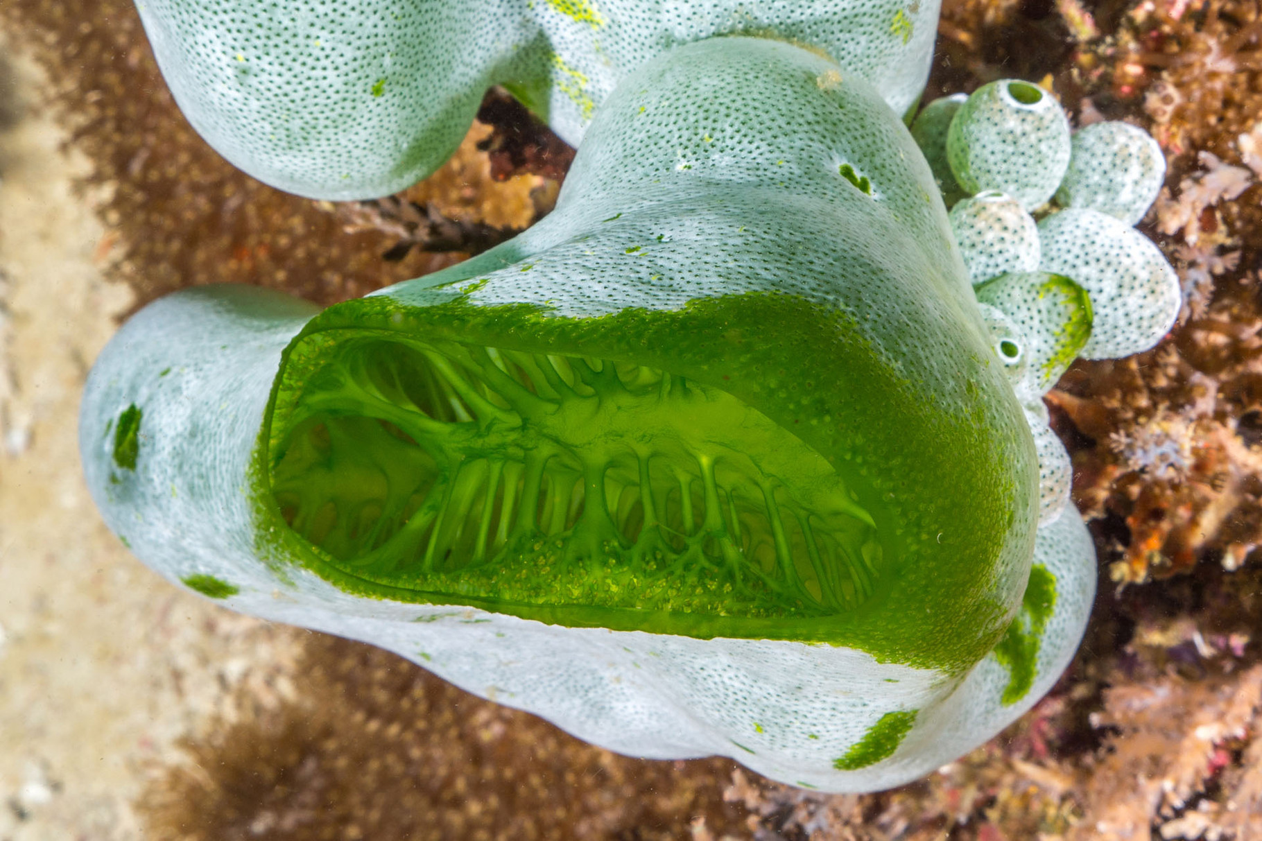 Ascidiacea (commonly known as the ascidians or sea squirts)