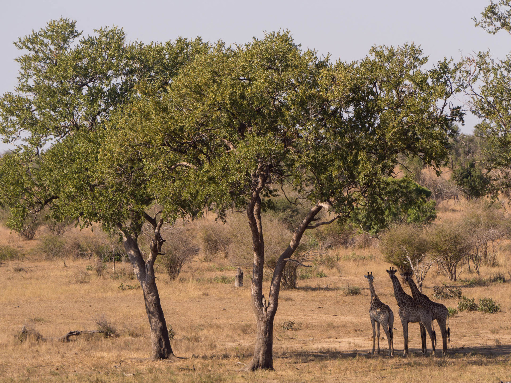 Giraffes [Kruger Park, South Africa, 2015]