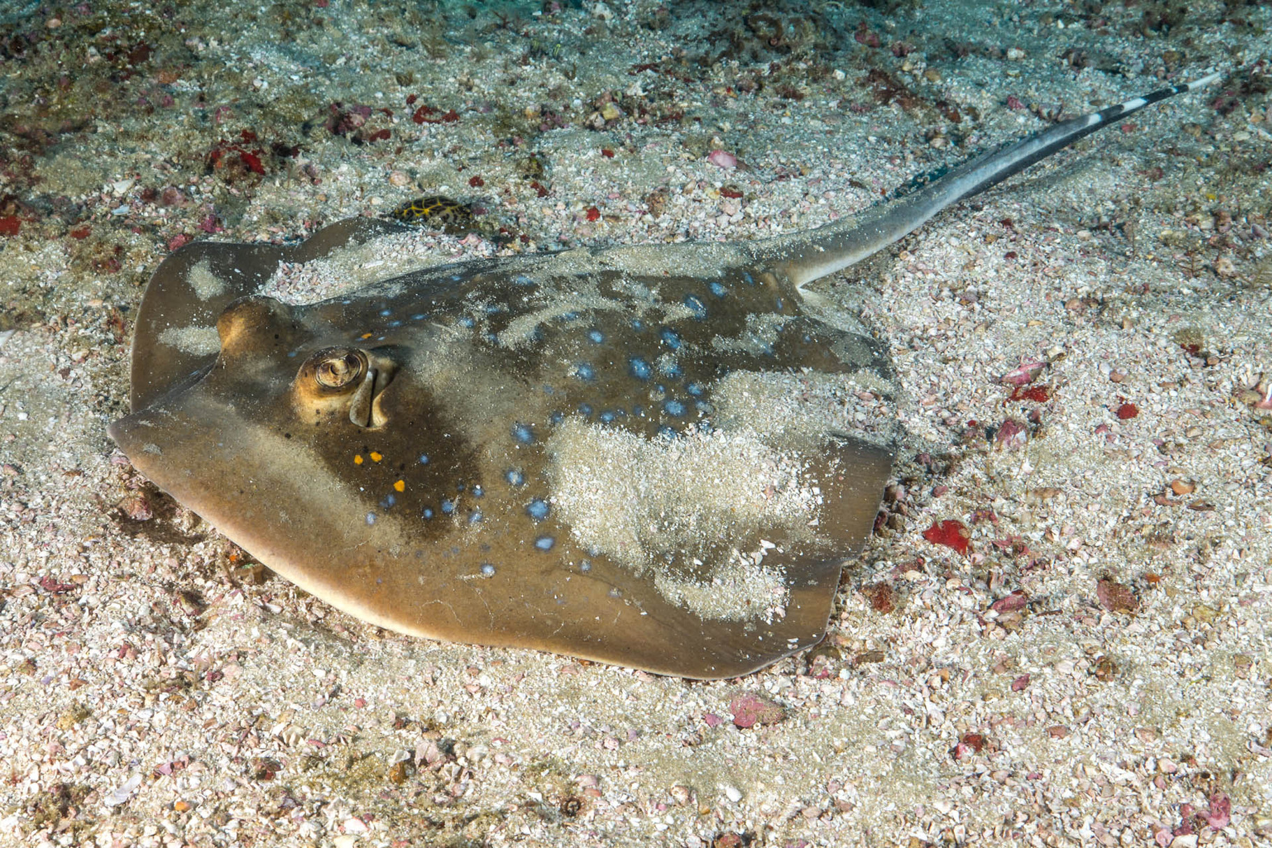 Blue spotted ray