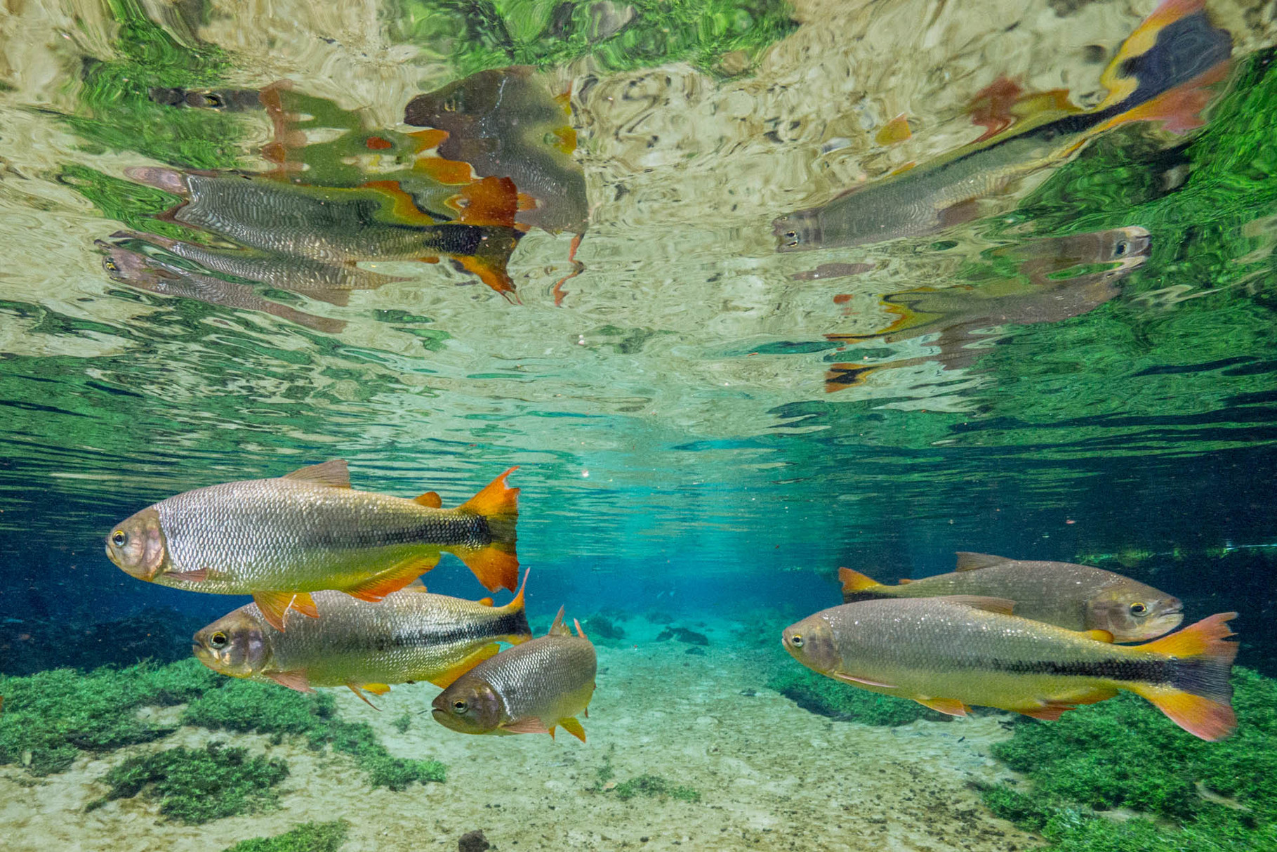 Snorkeling Rio Prata with Dourados, Bonito [Brazil, 2014]