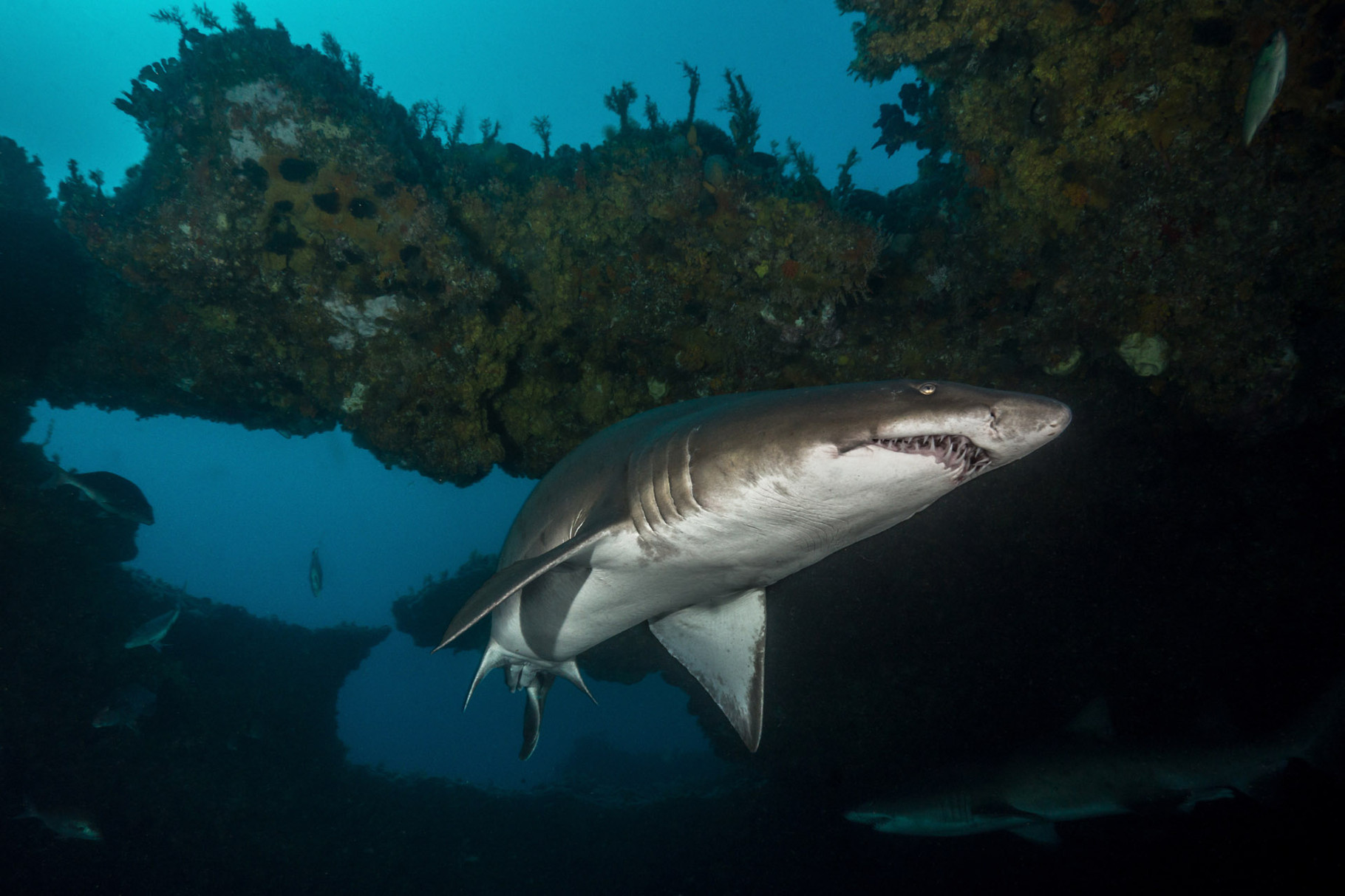 Raggie (Ragged tooth shark or Sandtiger shark)
