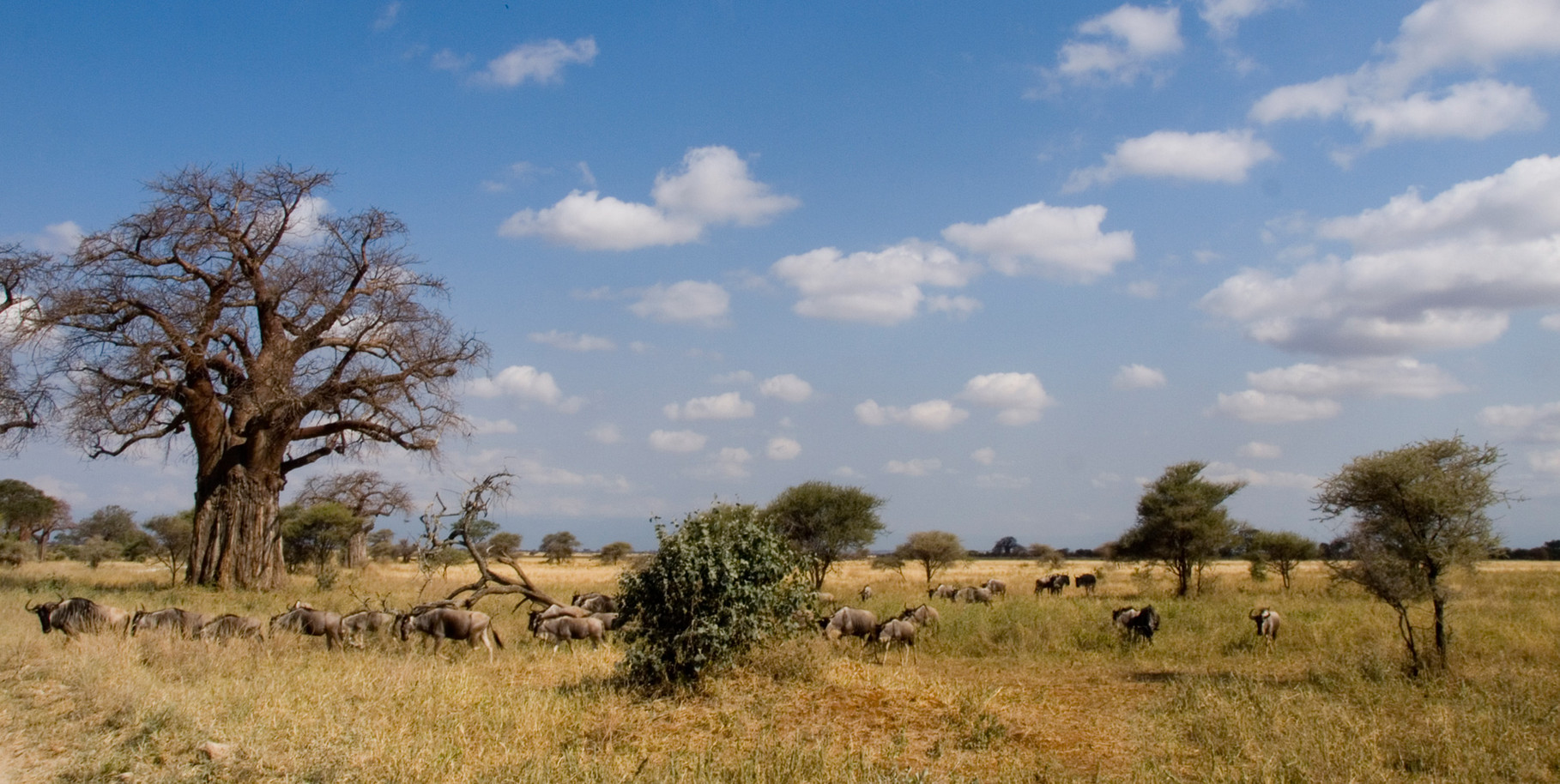 Ngorongoro during dry season, 2012