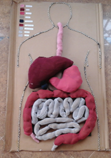 An Interactive Material to teach the Digestive System