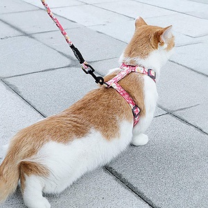 Transport Chienschats