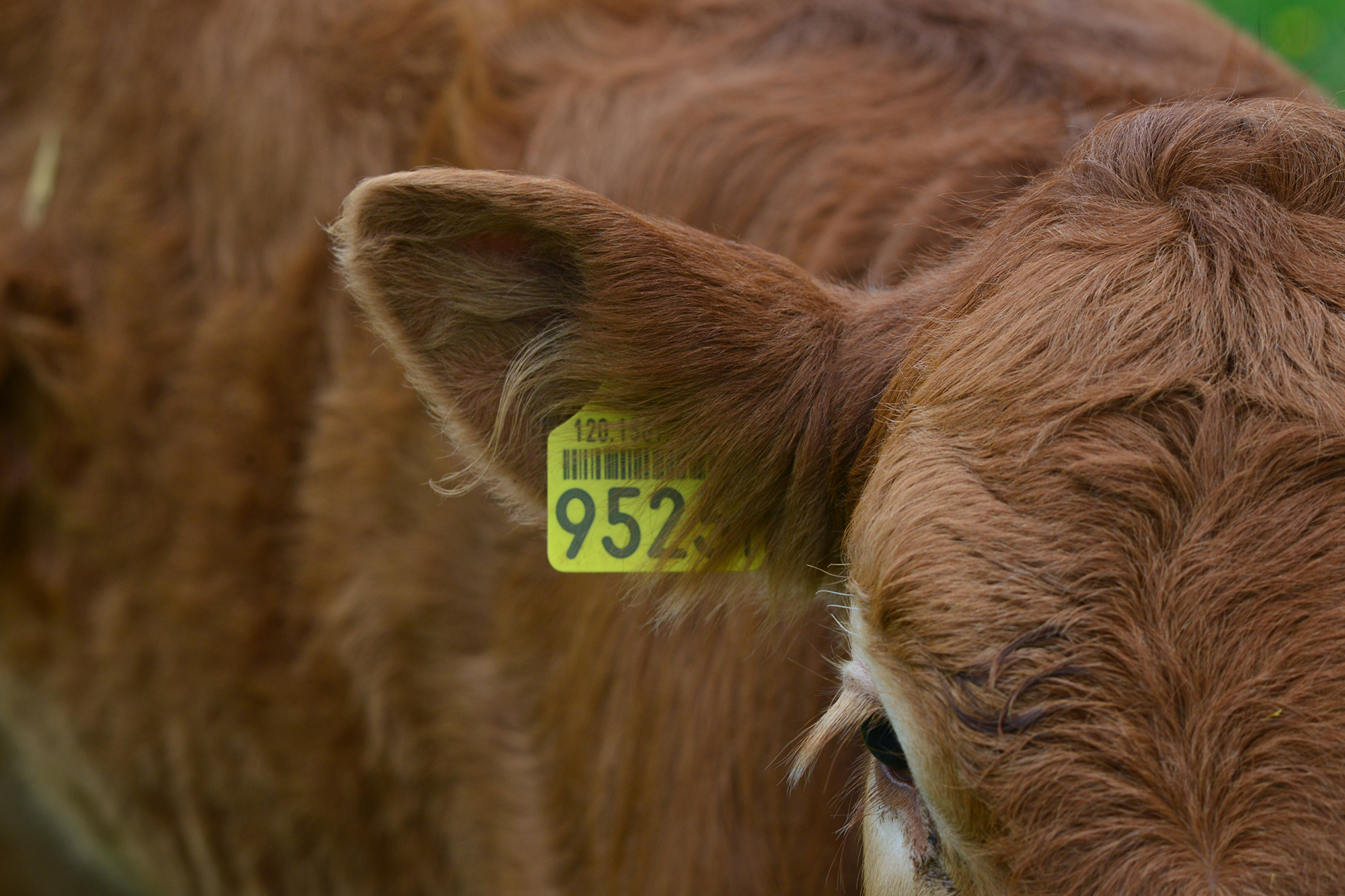 Rindfleisch kaufen vom Bauernhof in Walkringen Rindfleisch vom DorniHof