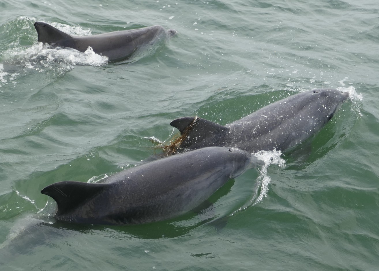 Un verre de liqueur, un anniversaire et un show de dauphins ...
