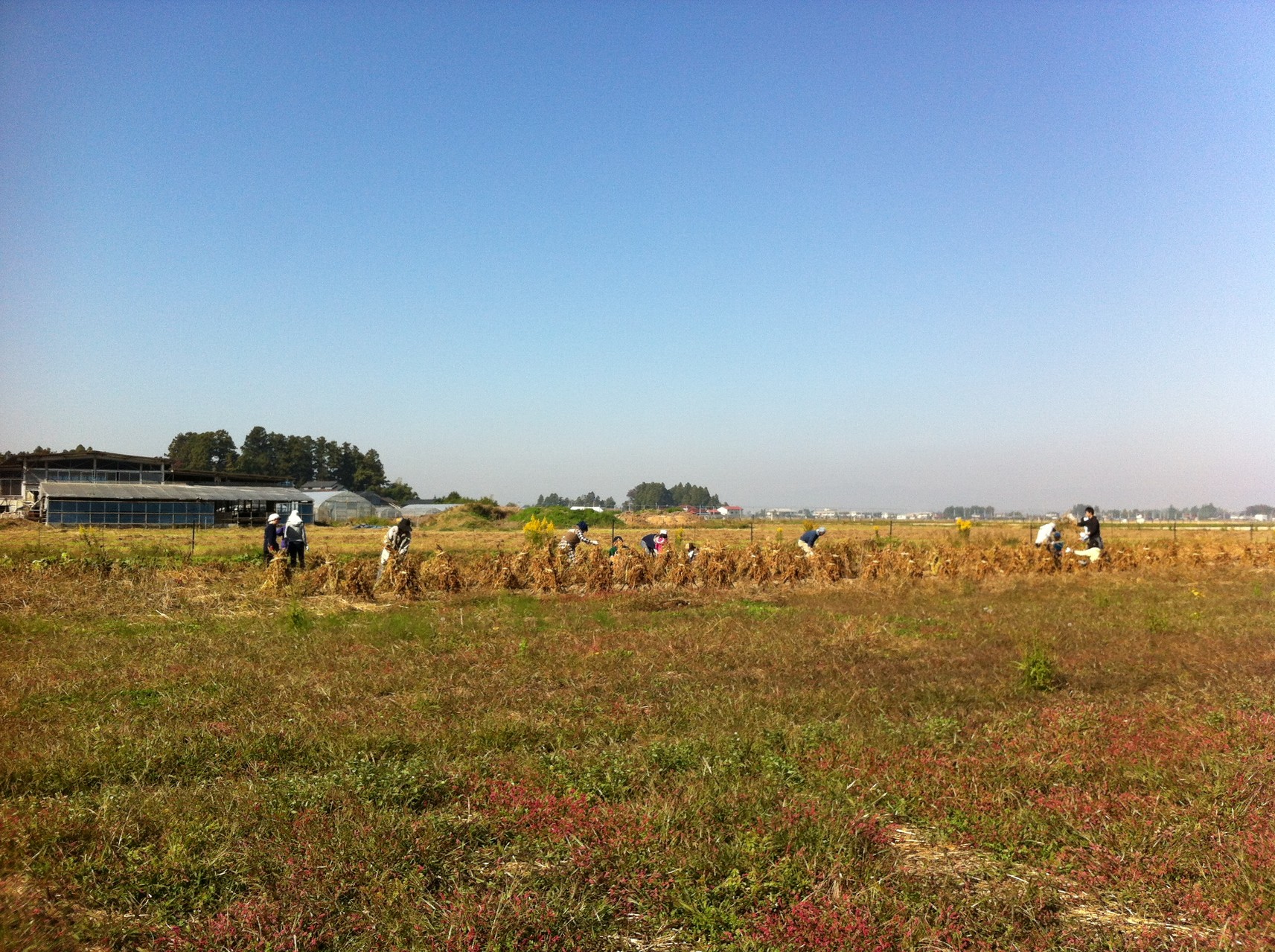 晴天の下、広々と気持ちよいお豆畑にて、収穫体験をしました。