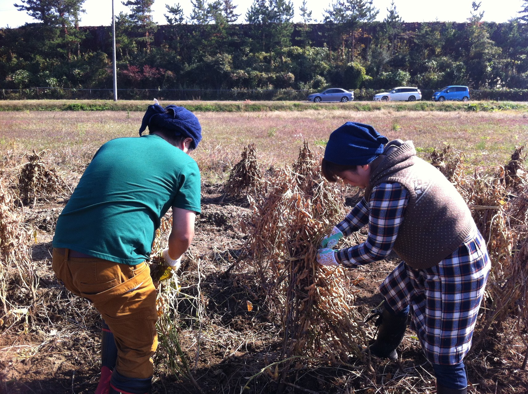 根っこから抜いた大豆を、こうして束ねてワラで結び、天日で乾燥させます。思った以上の、重労働でした。