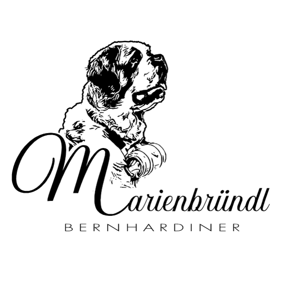 Maine Coon und Bernhardiner Zucht