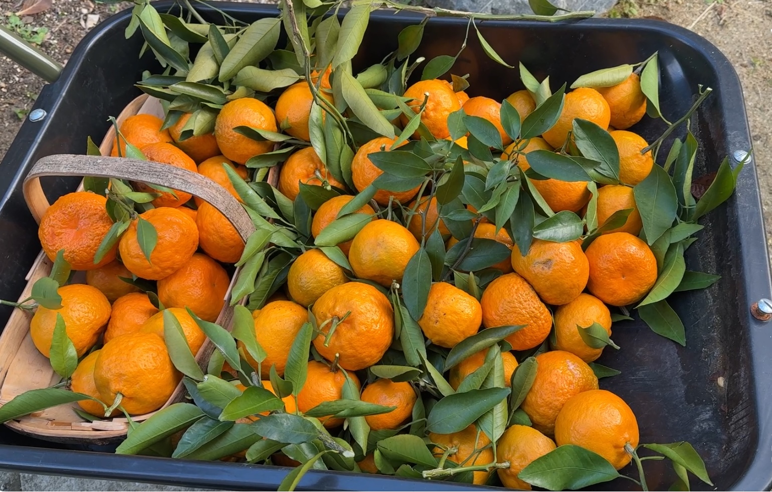Tangerines Harvest