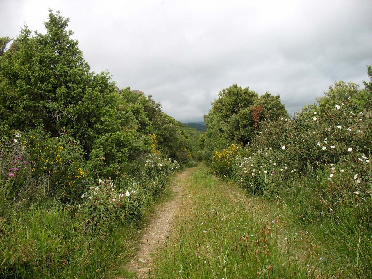 Chemin fleuri