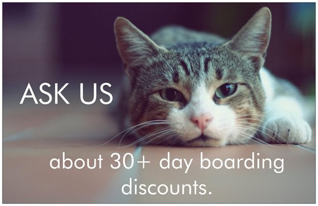 Cat Boarding Prices Rates Cat Only Kennels Colorado Springs