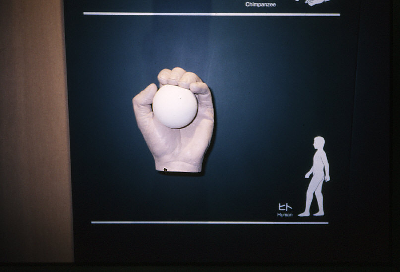 ◇「群馬県立自然史博物館常設展示・自然界におけるヒト