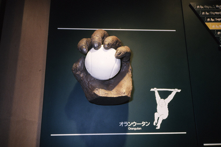 ◇「群馬県立自然史博物館常設展示・自然界におけるヒト ◇「群馬県立自然史博物館常設展示・自然界におけるヒト