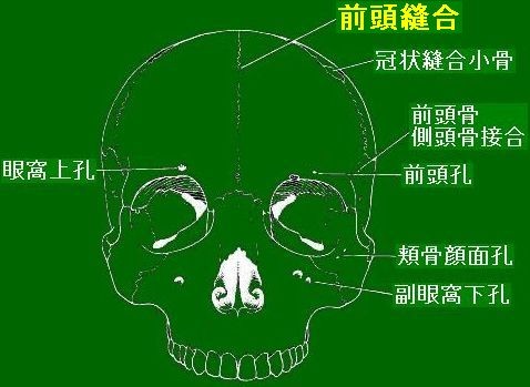 △「非計測的形質:前頭縫合 - 生物考古学研究所ホームページ △「非計測的形質:前頭縫合 - 生物考古学研究所ホームページ