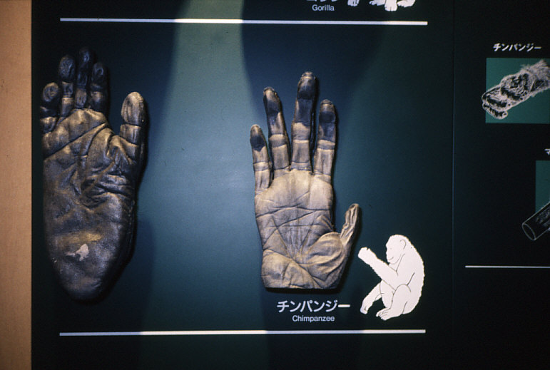 ◇「群馬県立自然史博物館常設展示・自然界におけるヒト：１９９６年」スライド・ショー - 生物考古学研究所ホームページ