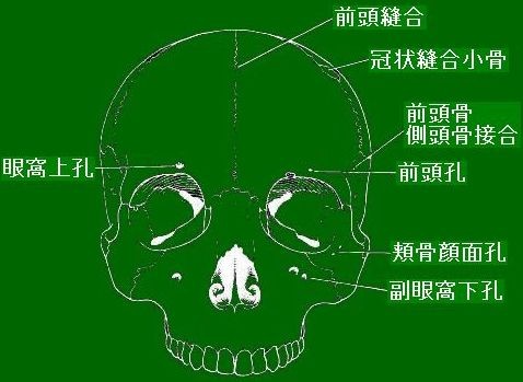 頭蓋縫合 外科・形態学・マニピュレーション ◇非計測的形質・形態小