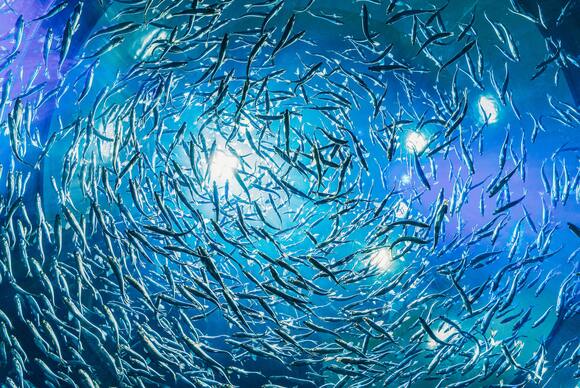 "Buddha bei die Fische"