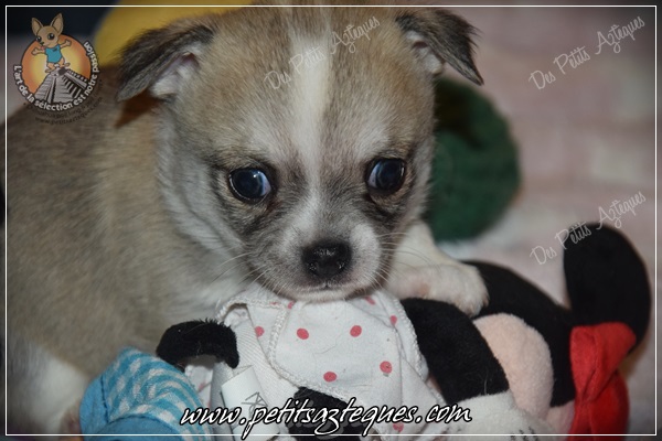 chiot chihuahua femelle