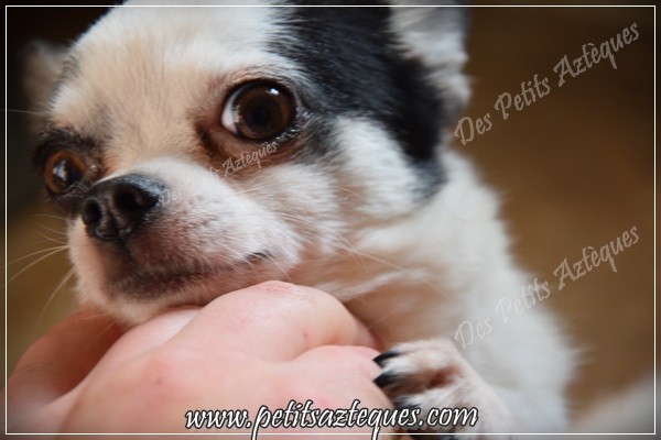 Chihuahua Hypertypé Danger Elevage De Chihuahua Lof