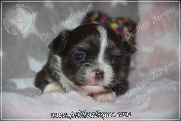 chihuahua couleur rare