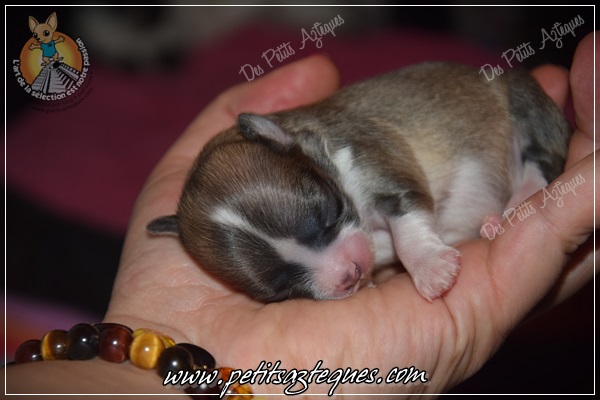 bébé chihuahua poil long