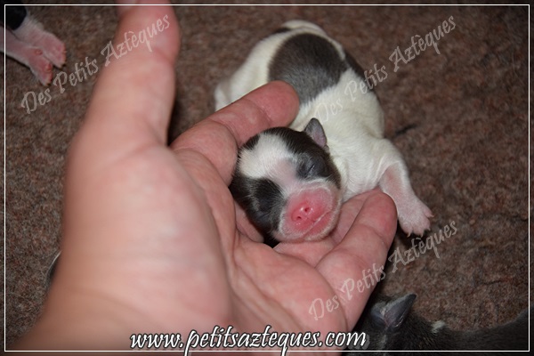 L Evolution Du Chien Chihuahua Poil Long Elevage De Chihuahua Lof