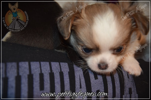 Adopter Un Petit Chiot Un Bonheur Décuplé Elevage De
