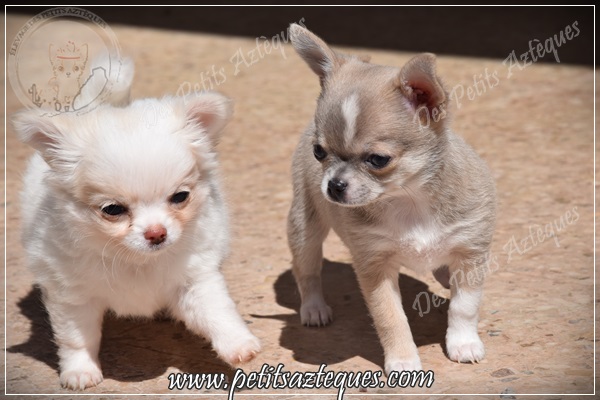 Race De Chihuahua Expliquez Moi Elevage De Chihuahua Lof