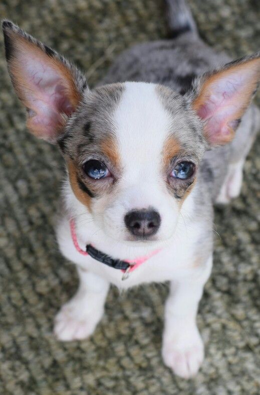 Chihuahua merle