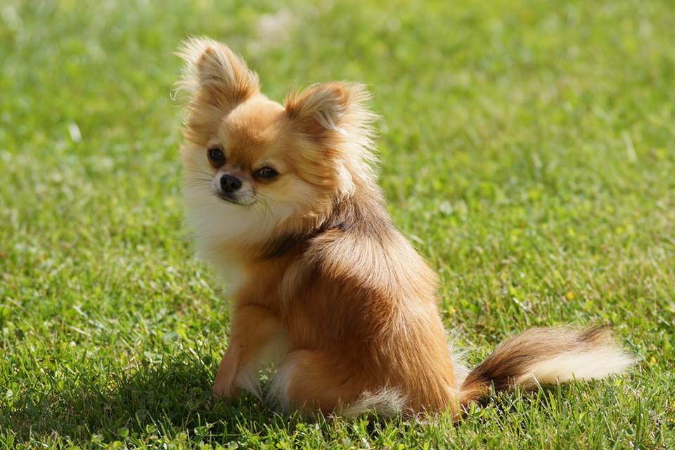 Chihuahua poil long Élevage de Chihuahua