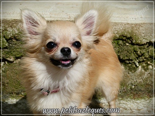 Femelle chihuahua poil long - Élevage de chihuahua Femelle chihuahua poil long - Élevage de chihuahua