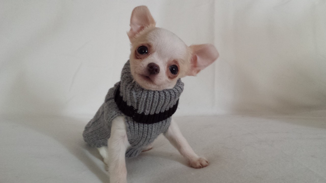 acheter un chihuahua : reservation - Elevage de Chihuahua LOF acheter un chihuahua : reservation - Elevage de Chihuahua LOF
