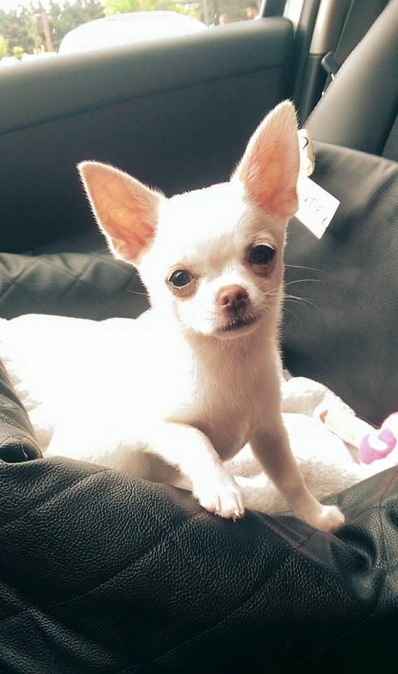 Chien petite taille, fin du stress ! Elevage de Chihuahua LOF