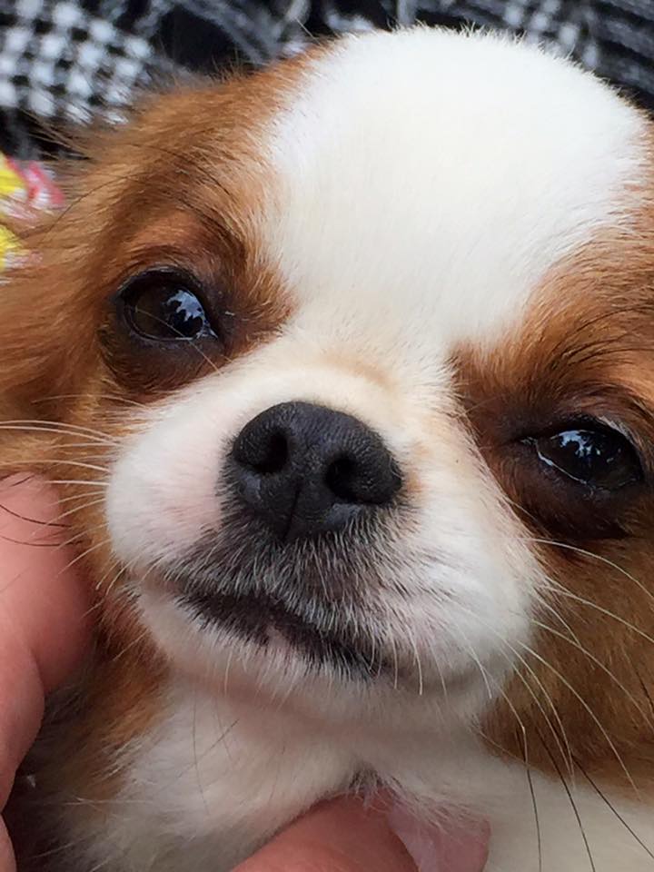 Chien Chiwawa Prix à Combien Elevage De Chihuahua Lof