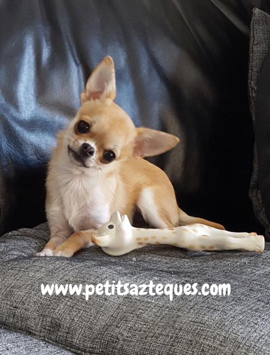 Recherche Chihuahua Petit Gabarit Elevage De Chihuahua Lof