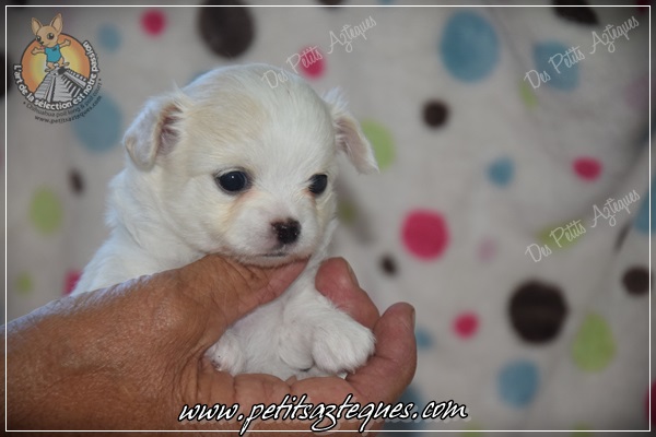 Chiot chihuahua a réserver poil long blanc