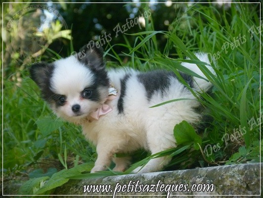 Chihuahua Poil Long Elevage De Chihuahua Lof Chihuahua Poil Long Elevage De Chihuahua Lof