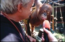 Sumatra-Orang-Utan (Foto Roland Schmid)