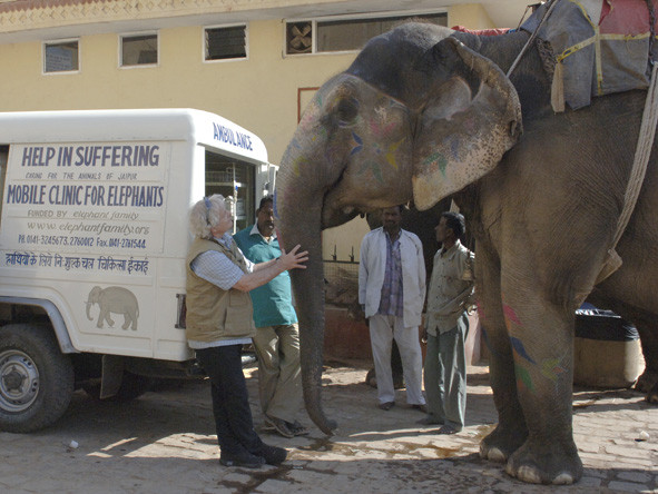 Elefantenreportage, Jaipur, India