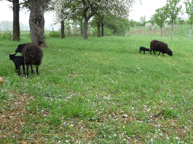 Hier ist alles in Ordnung: Viel Platz und gutes Futter.