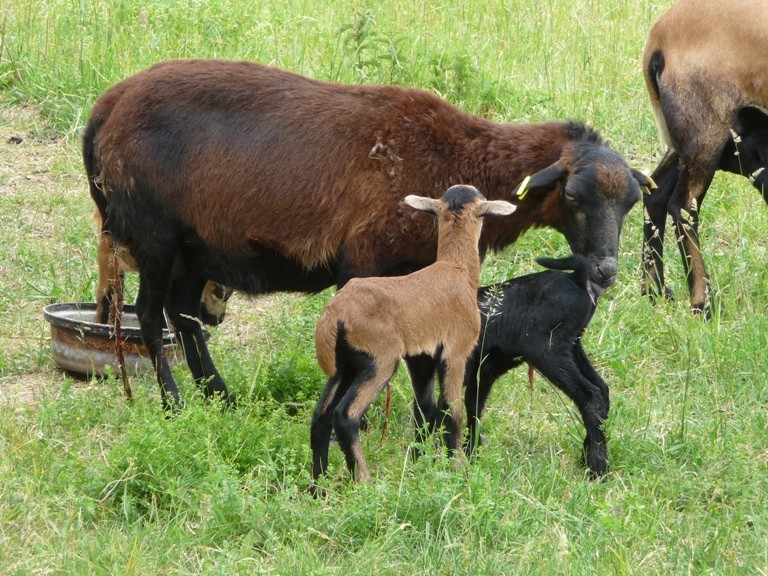 Die letzte Lammung am 10. Juni!