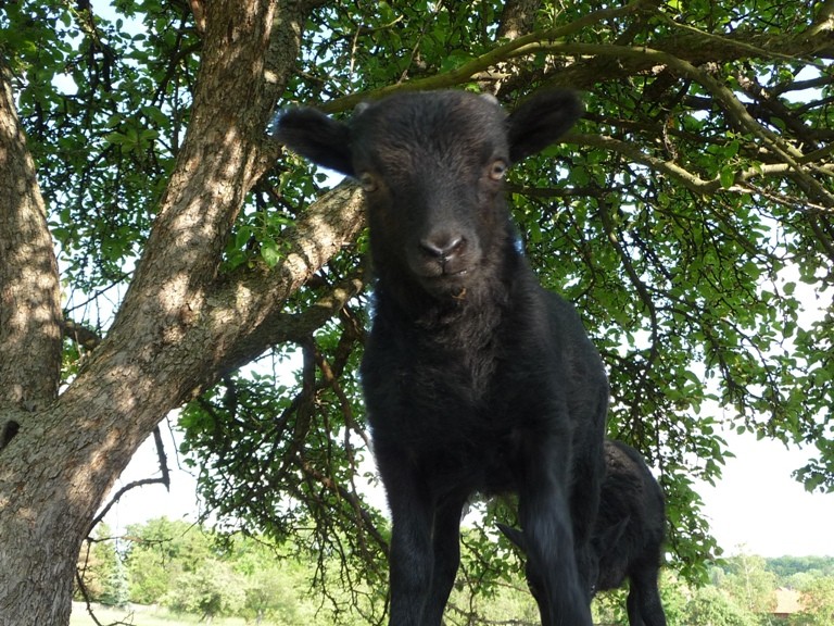 Unser Ouessant-Bocklamm "Pontus"