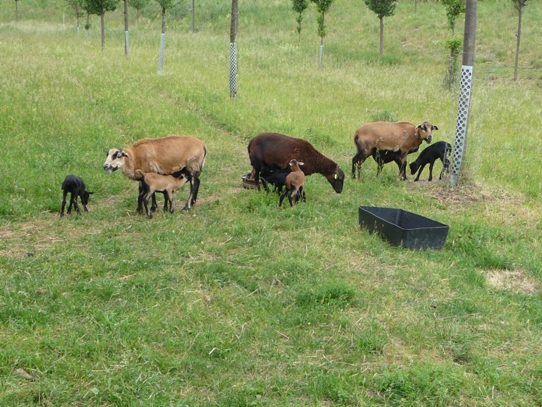 Alle Mutterschafe haben genug Milch für ihren Nachwuchs dank guter Weide und Zufütterung.