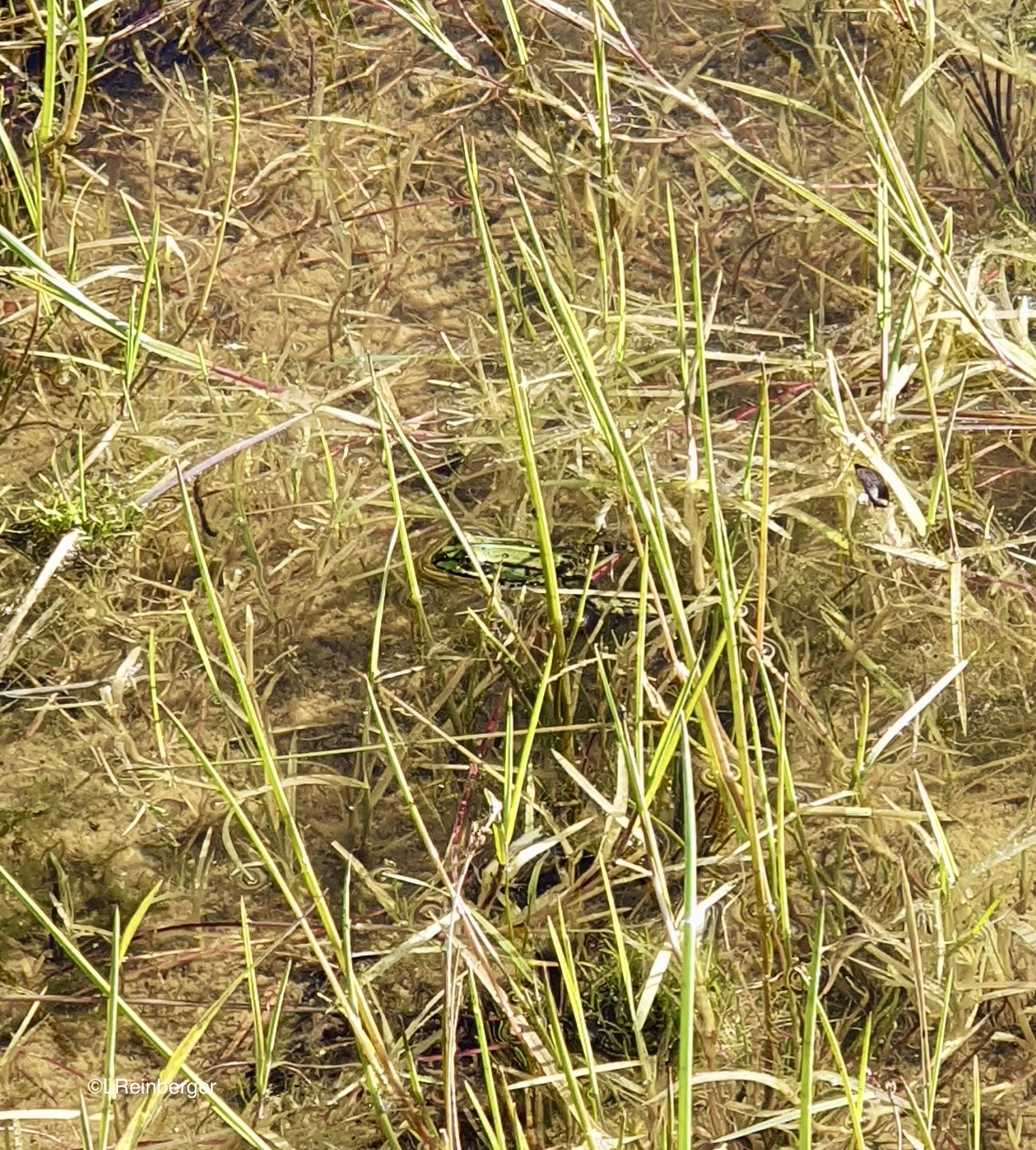 Richtig - ein Teichfrosch Foto: NABU/L. Reinberger