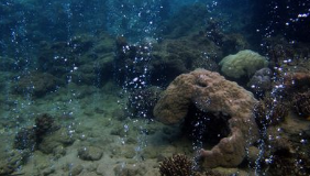 Wenn die Meere sauer werden - Eine Gefahr für die Artenvielfalt 02 ARTE2018.png