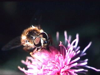 Hummeln brauchen Blüten © Martin Lilienthal.jpg