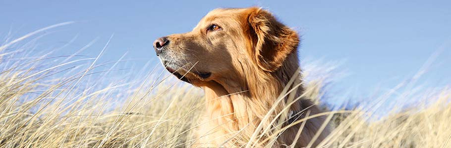 Kontakt zu Kuddels Hundekekse