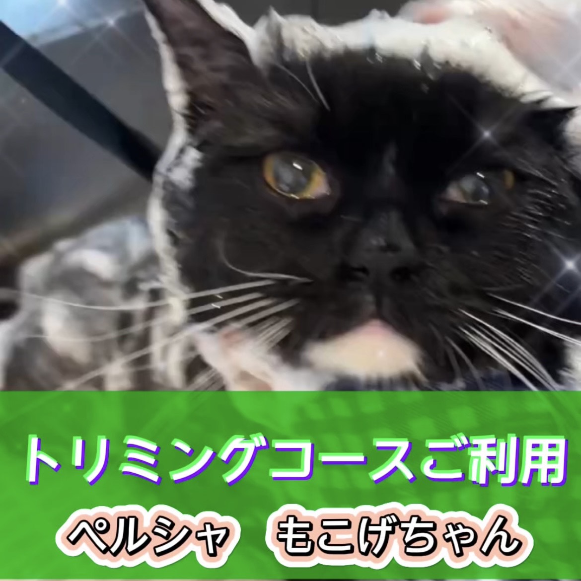 もこげちゃん☆彡トリミングコースご利用