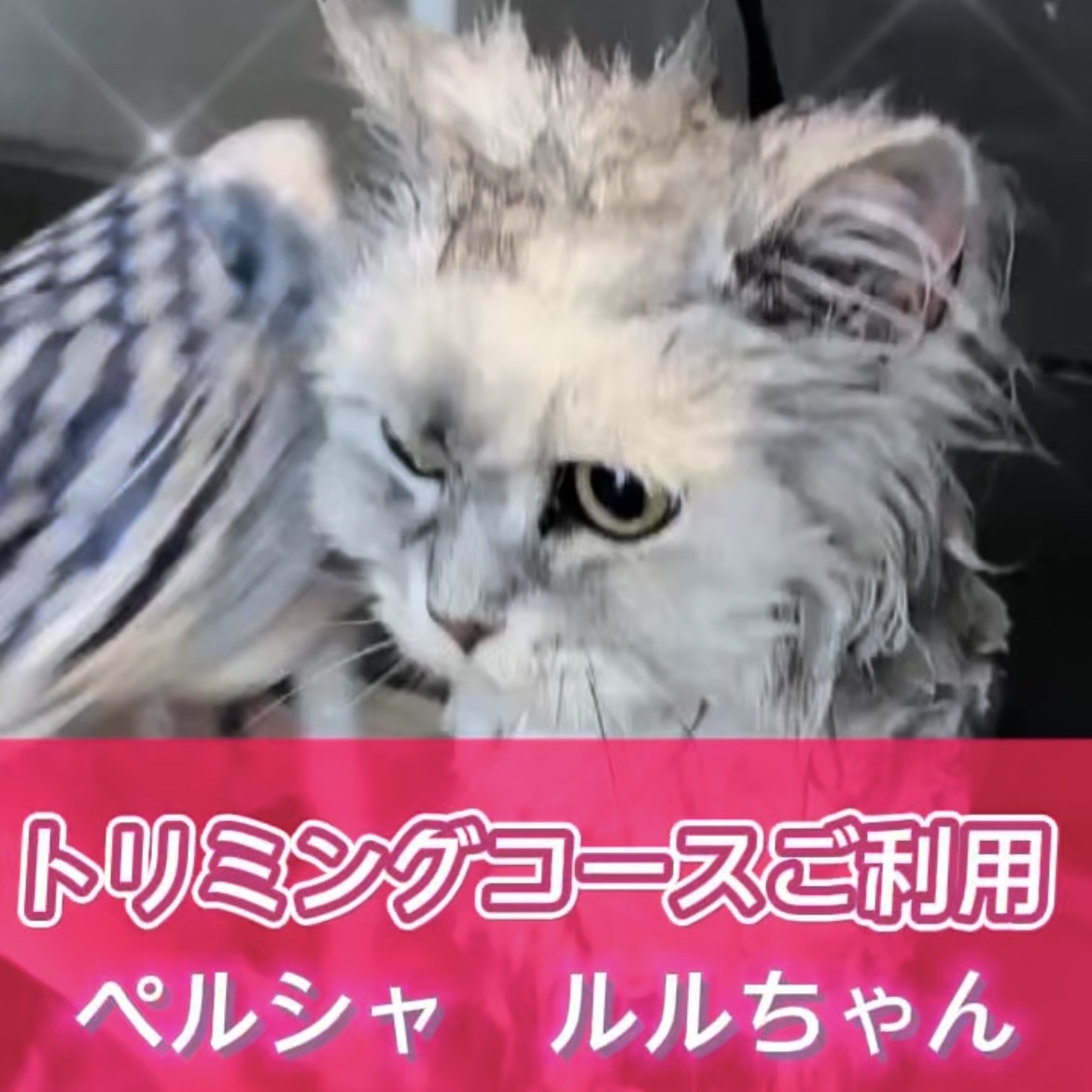 ルルちゃん☆彡トリミングコースご利用